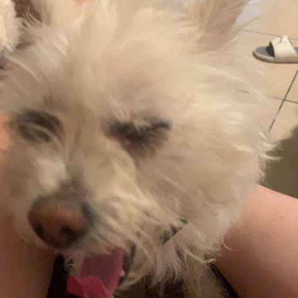 Meet your Posher, Ariana - Picture 1 of 1